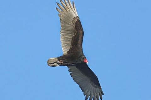 Soaring