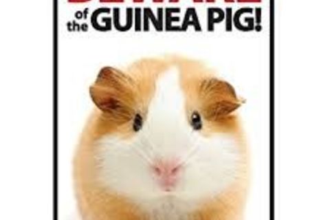 Boink Goes This Ratty Guinea Pig