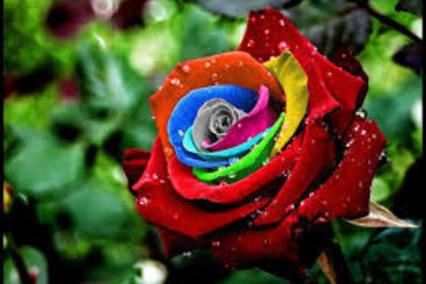 My wish