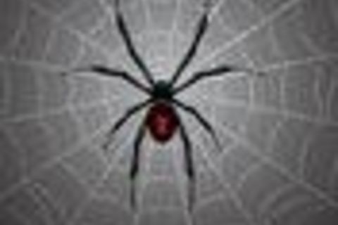 LATRODECTUS - The Black Widow