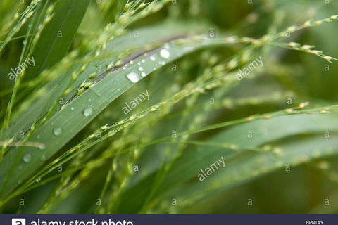 After the rain
