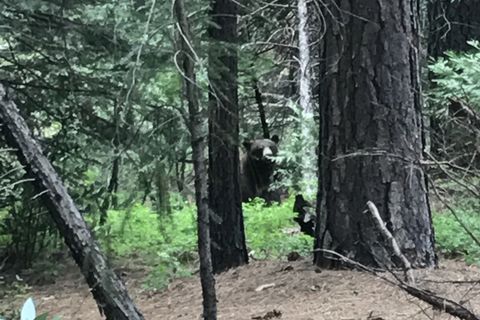 On bears 