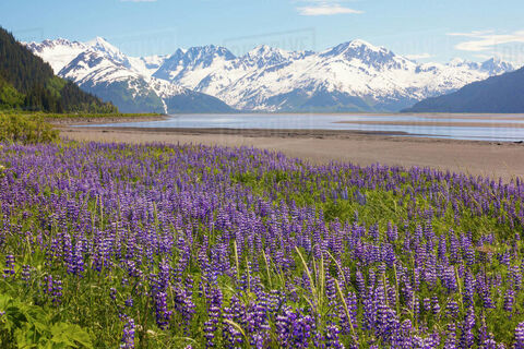 Lupines Along an Alaskan Highway