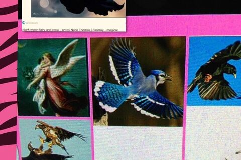 Jumbo jet vs jackdaws or jays