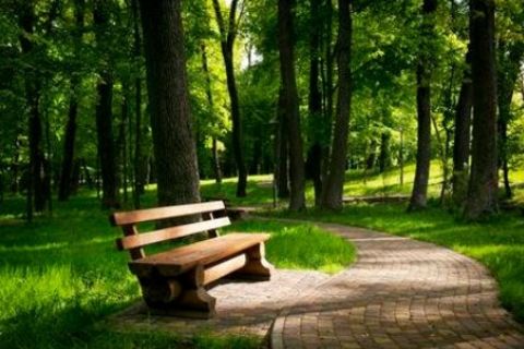 Wooden bench.