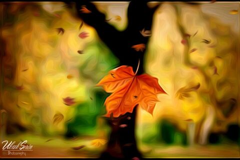 Starring at leaf 