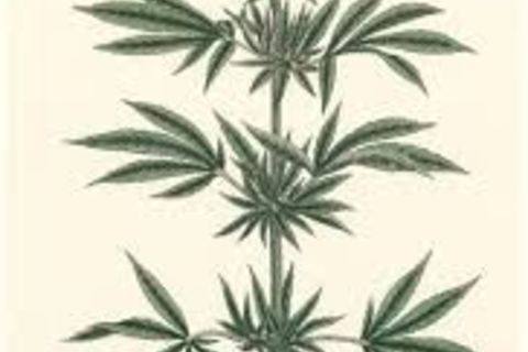 Cannabis Sativa Mini Seedy Saga