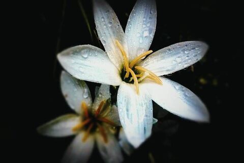 She is white lilly...