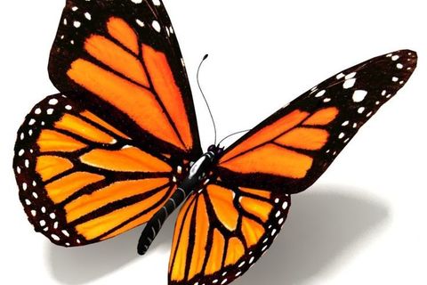 THE BUTTERFLY 