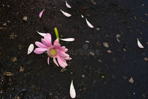 The Flower