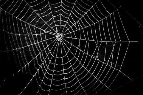Caught in the Cobwebs