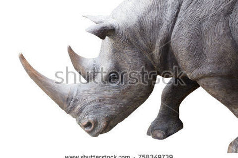 The Three Legged Rhino