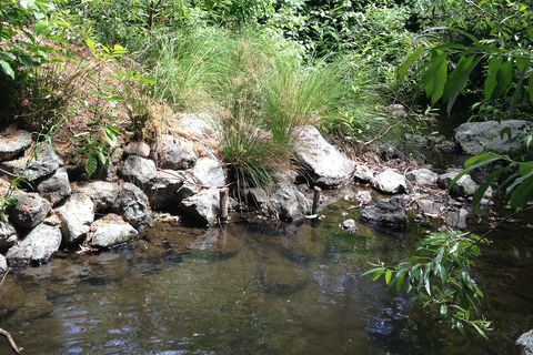 The Creek