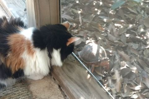 The Tortoise And The Cat 