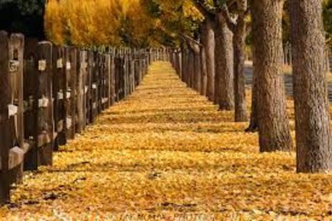 Autumn In The Air - Hooray