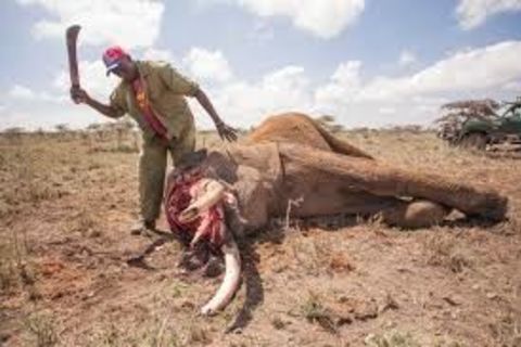 An Eye For An Eye-A Tusk For A Tusk