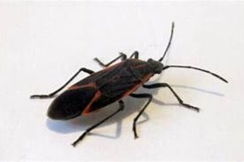 I AM BUG 
