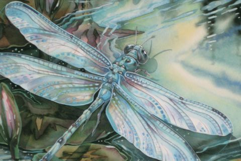 Dragonfly....Haiku