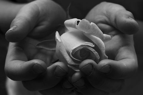 Roses For Elise