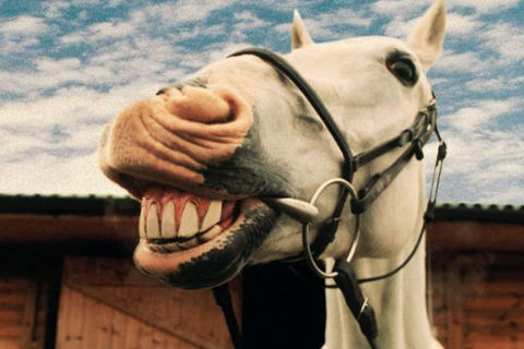 A Horsey Grin