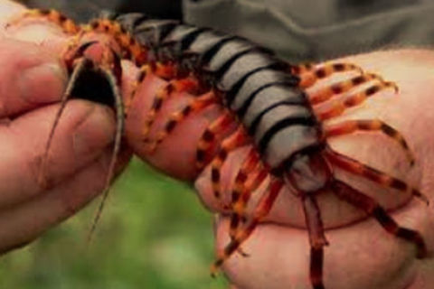 Centipedes