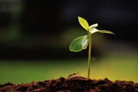 Natural Cycle