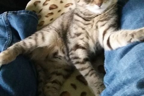 I Envy Our Cat