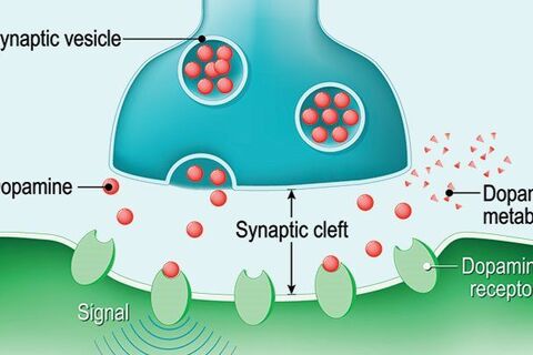Dopamine Fixes