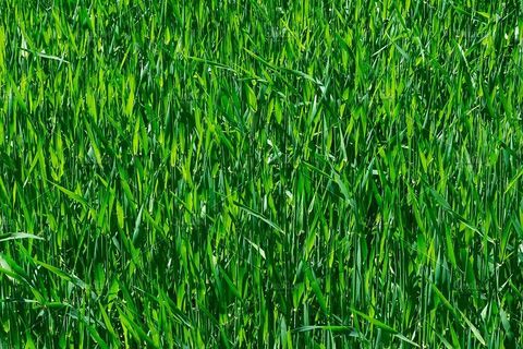 The grass is always greener