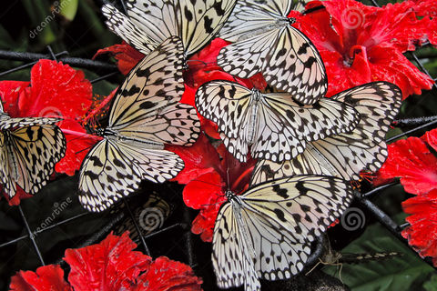 Butterflies