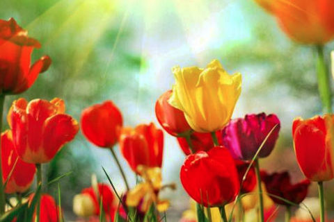 Love Is A Springtime Thing