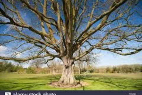 A lifeless Snag