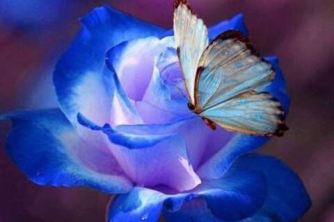 The Butterfly Rose