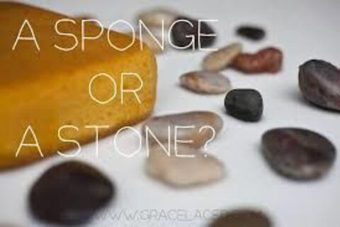 Sponge Or Stone