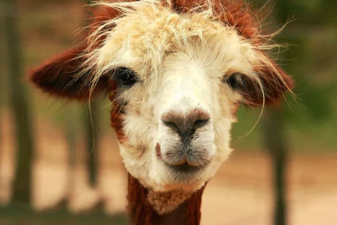 Have You Hugged A Llama Today?