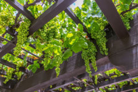 The vine