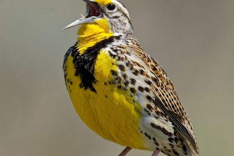 Meadowlark