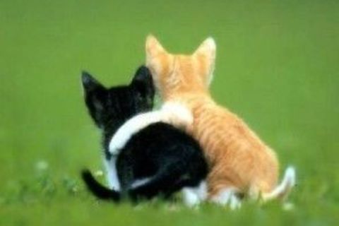 The meaning of a friend 