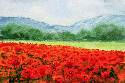 RED POPPIES IN A FIELD