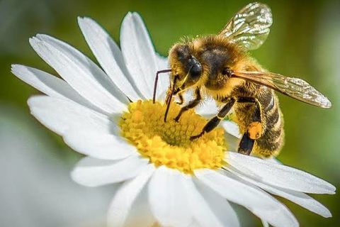 Life Of A Bee