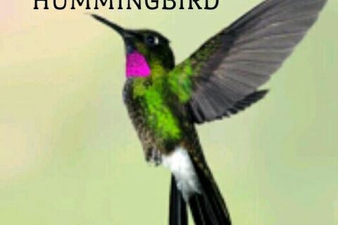 THE HUMMINGBIRD