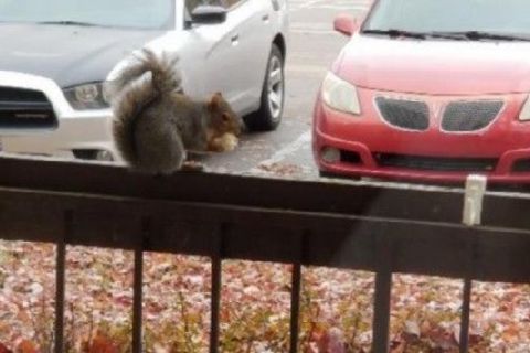 Squirreling It Away