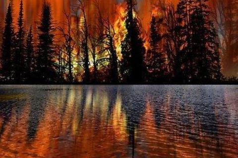 Forest fire