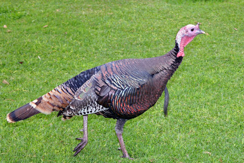 I AM A TURKEY