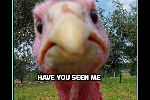 Turkey mystery