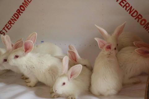 The Bunny Ranch