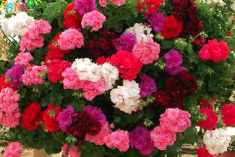 Kicking Up Geraniums