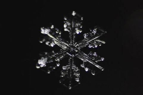 Snowflakes 