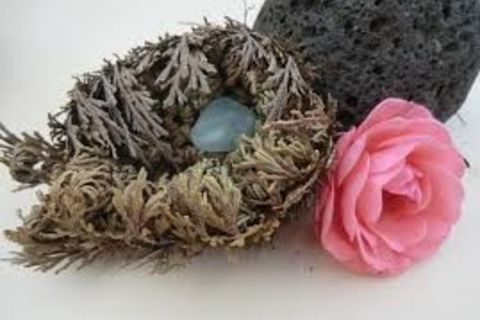 Rose Of Jericho 