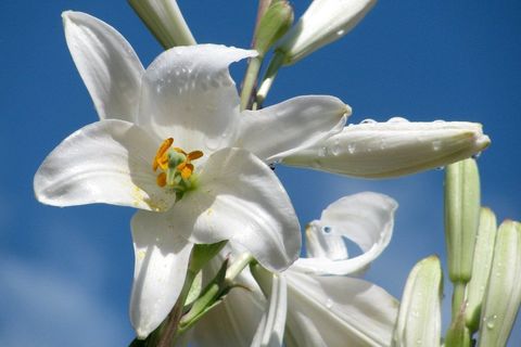 Madonna Lily